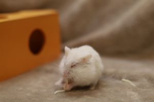 Petfinder hamsters store