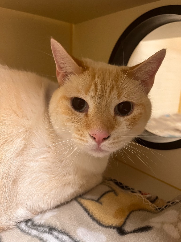 Chunk Norris, an adoptable Domestic Short Hair in El Paso, TX, 79906 | Photo Image 1