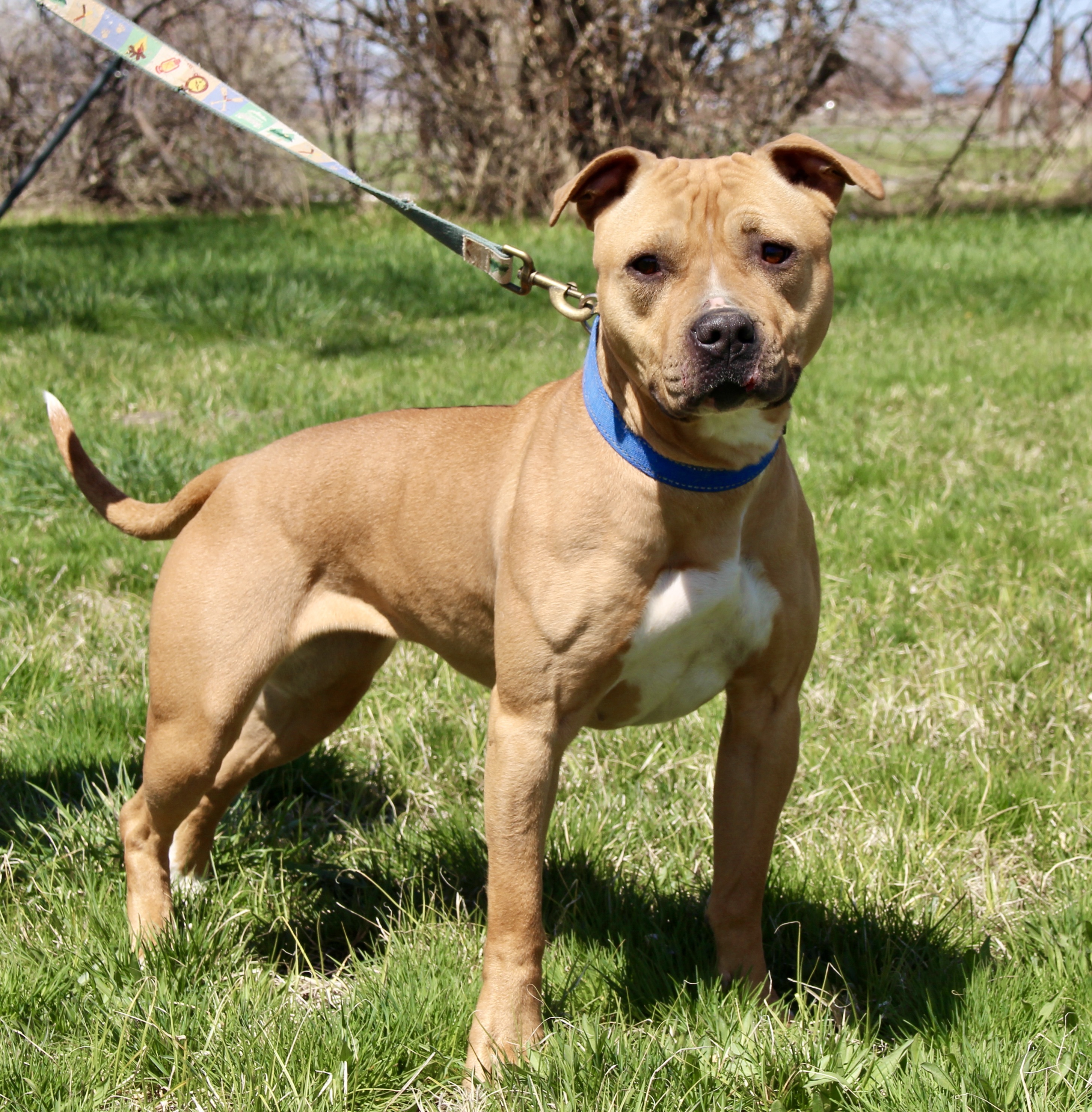 Birdie, an adoptable American Staffordshire Terrier in Grantsville, UT, 84029 | Photo Image 1