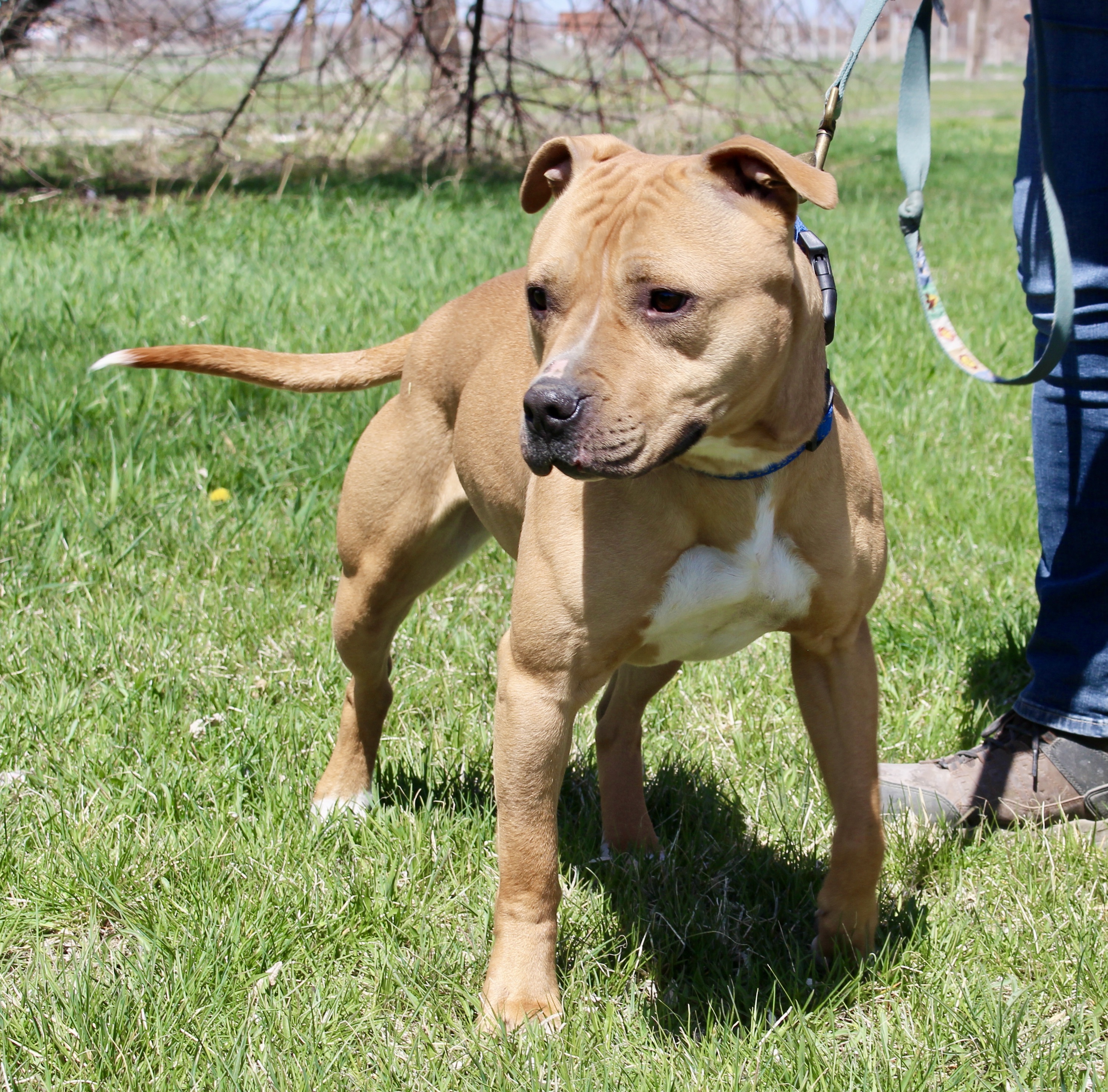 Birdie, an adoptable American Staffordshire Terrier in Grantsville, UT, 84029 | Photo Image 2