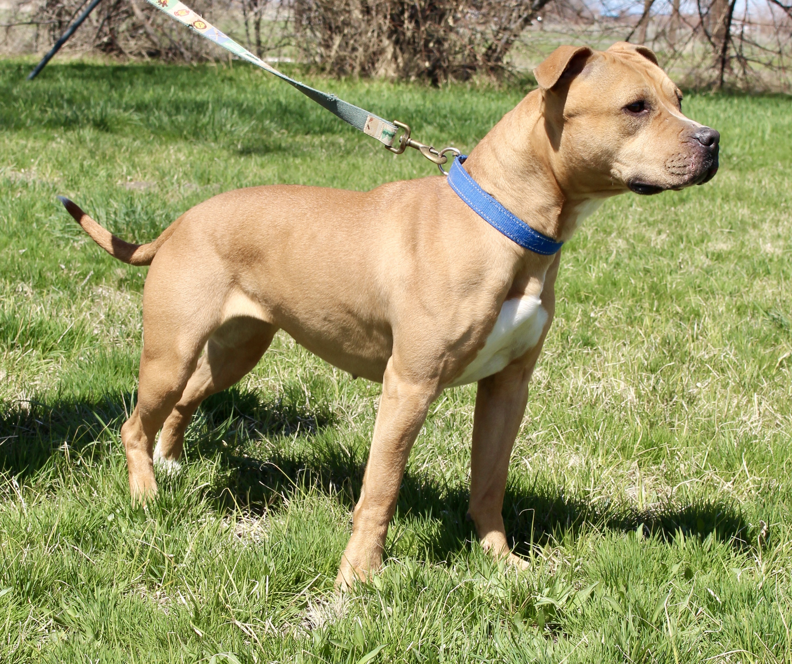 Birdie, an adoptable American Staffordshire Terrier in Grantsville, UT, 84029 | Photo Image 3