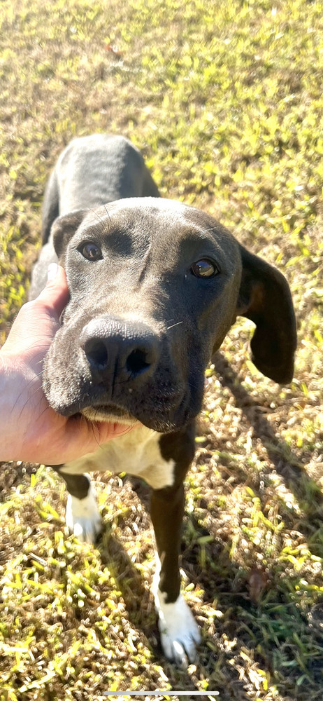 Oracle, an adoptable Hound, Great Dane in Sharon, VT, 05065 | Photo Image 1