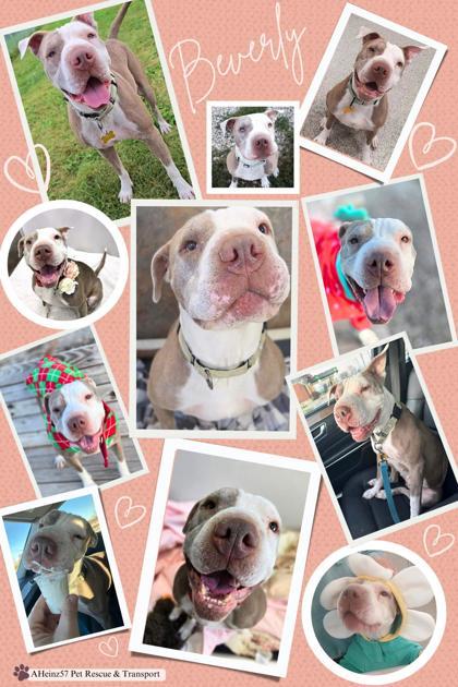 Beverly, an adoptable Pit Bull Terrier, Mixed Breed in De Soto, IA, 50069 | Photo Image 2