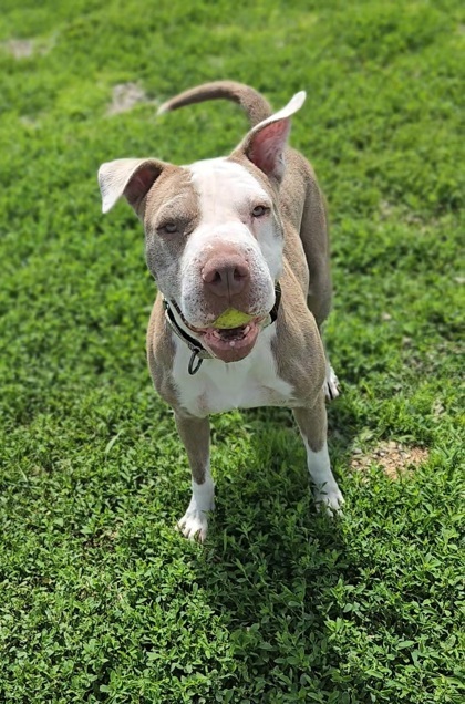 Beverly, an adoptable Pit Bull Terrier, Mixed Breed in De Soto, IA, 50069 | Photo Image 3