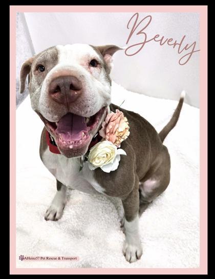 Beverly, an adoptable Pit Bull Terrier, Mixed Breed in De Soto, IA, 50069 | Photo Image 3
