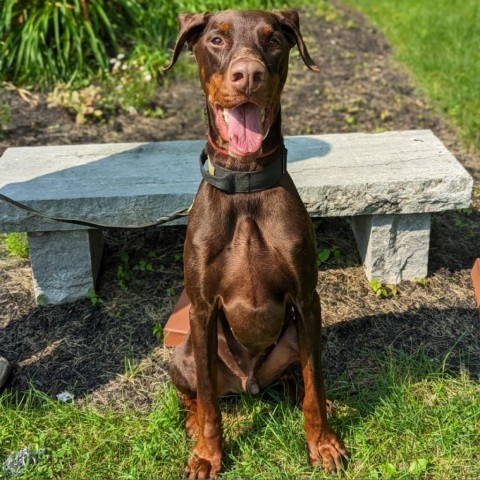 7779 Max, an adoptable Doberman Pinscher in Sandown, NH, 03873 | Photo Image 1