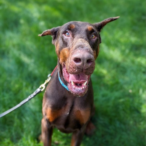 7781 Scooby-Doo, an adoptable Doberman Pinscher in Sandown, NH, 03873 | Photo Image 1