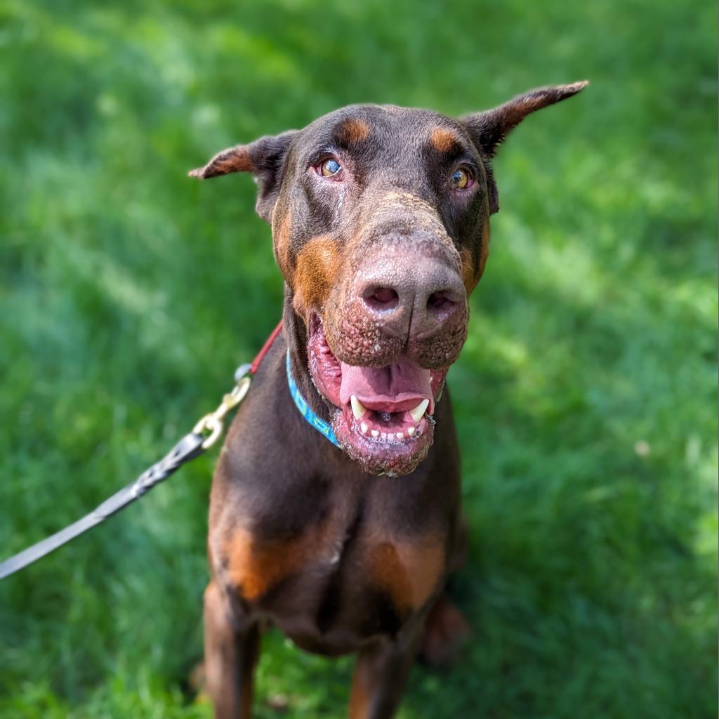 7781 Scooby-Doo - I'm a SSNAP Dog, an adoptable Doberman Pinscher in Sandown, NH, 03873 | Photo Image 1