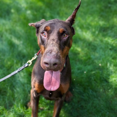 7781 Scooby-Doo, an adoptable Doberman Pinscher in Sandown, NH, 03873 | Photo Image 2