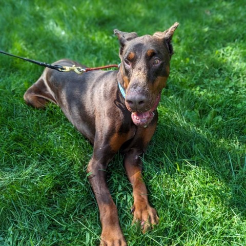 7781 Scooby-Doo, an adoptable Doberman Pinscher in Sandown, NH, 03873 | Photo Image 2