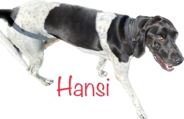 Hansi, an adoptable Plott Hound, German Shorthaired Pointer in Challis, ID, 83226 | Photo Image 3