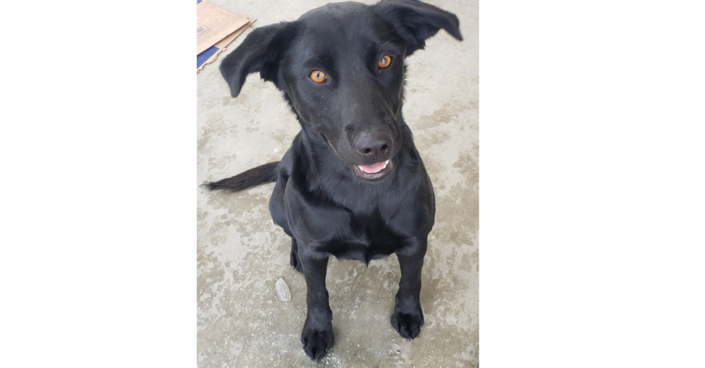 Sirus, an adoptable Labrador Retriever in Challis, ID, 83226 | Photo Image 1