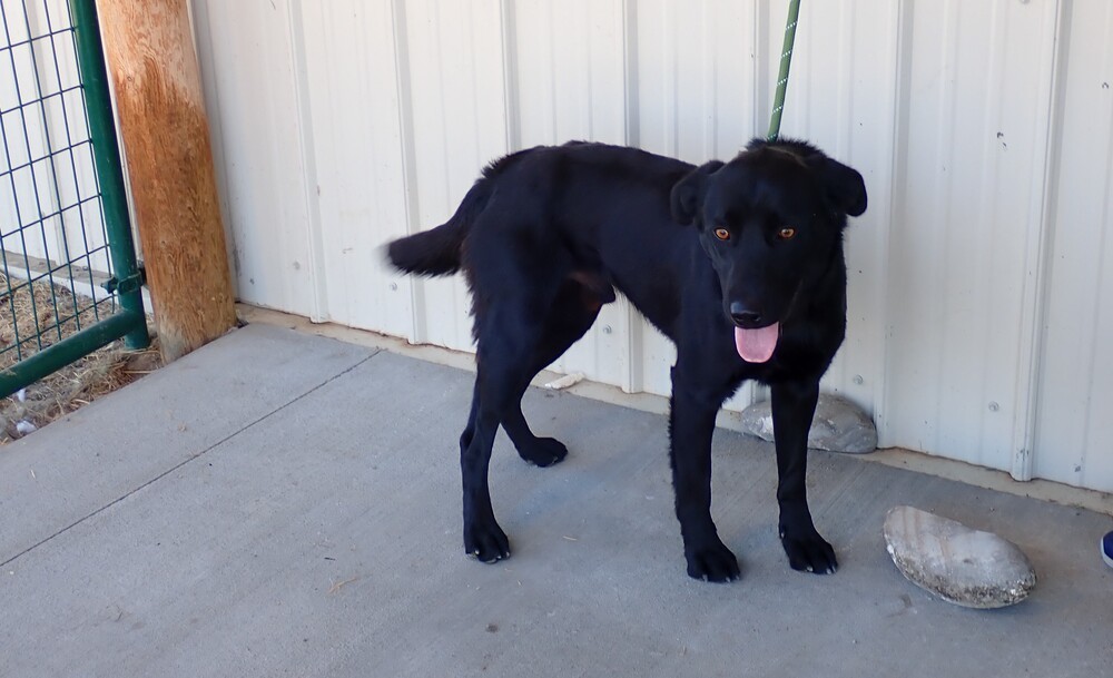 Sirus, an adoptable Labrador Retriever in Challis, ID, 83226 | Photo Image 2