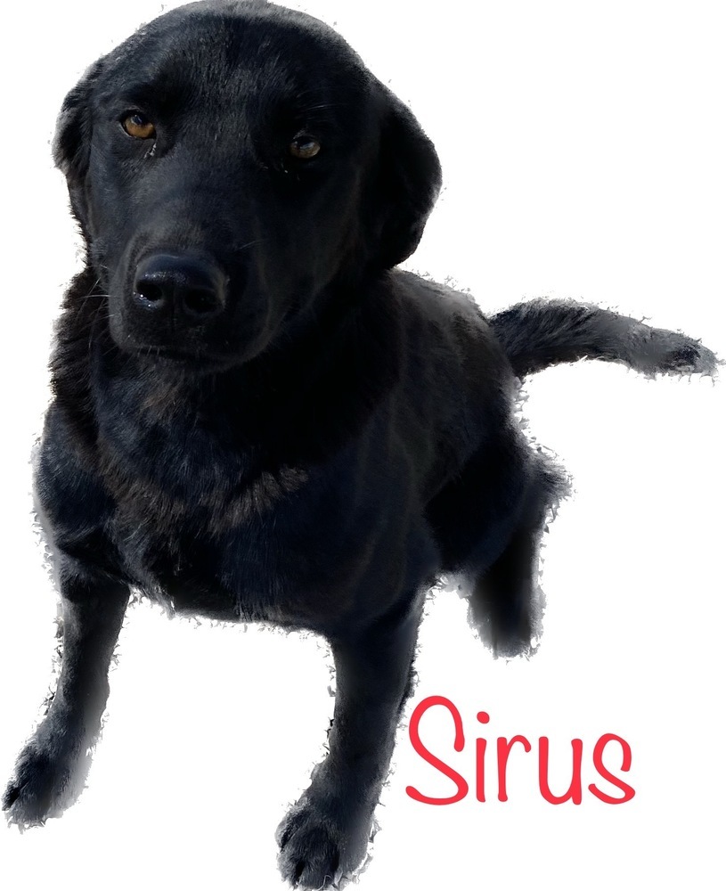Sirus, an adoptable Labrador Retriever in Challis, ID, 83226 | Photo Image 3