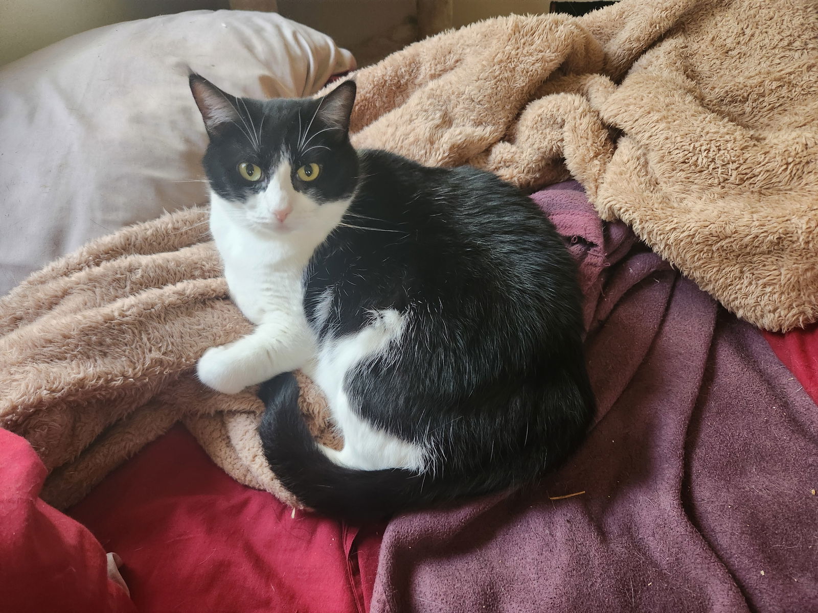 Alice, an adoptable Domestic Short Hair in Morgan Hill, CA, 95038 | Photo Image 1