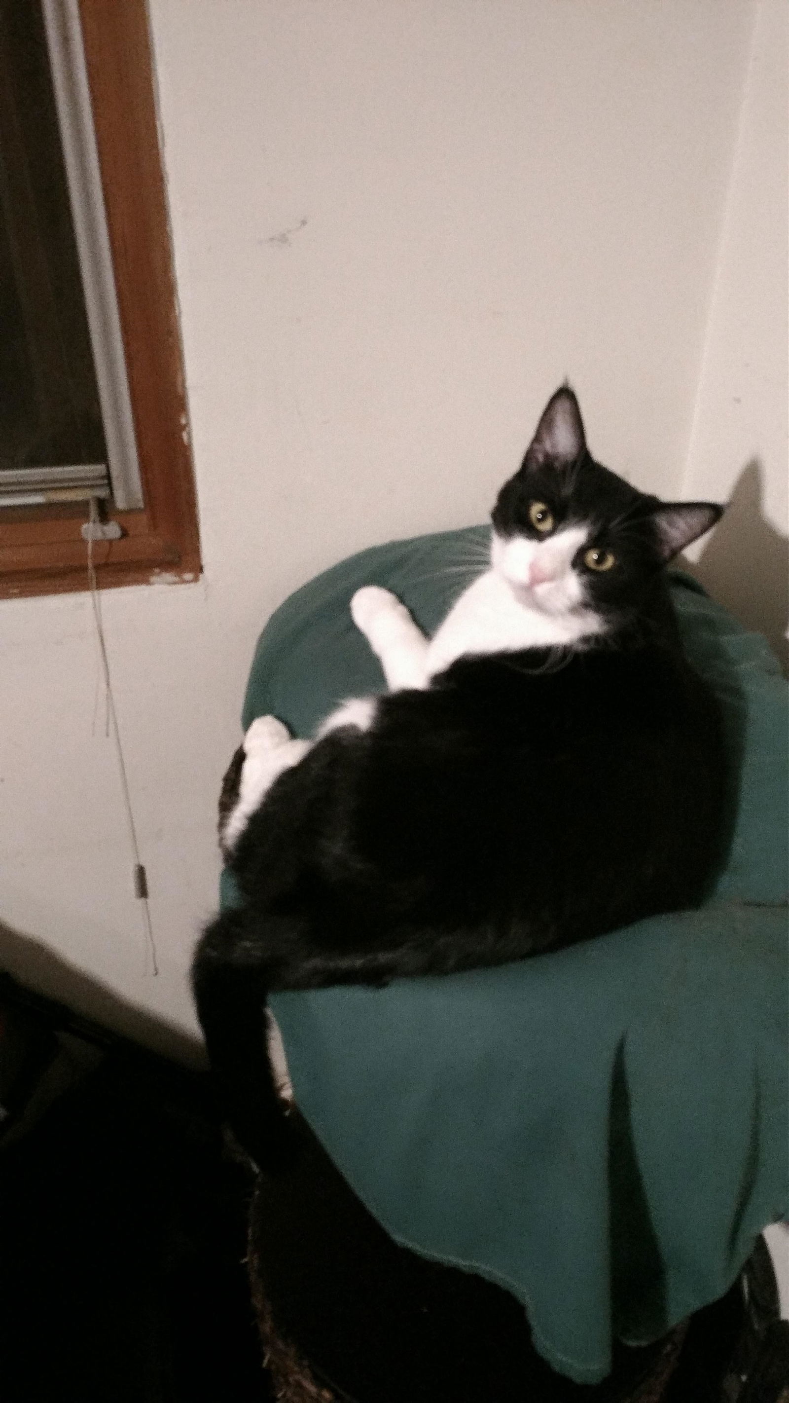 Alice, an adoptable Domestic Short Hair in Morgan Hill, CA, 95038 | Photo Image 2