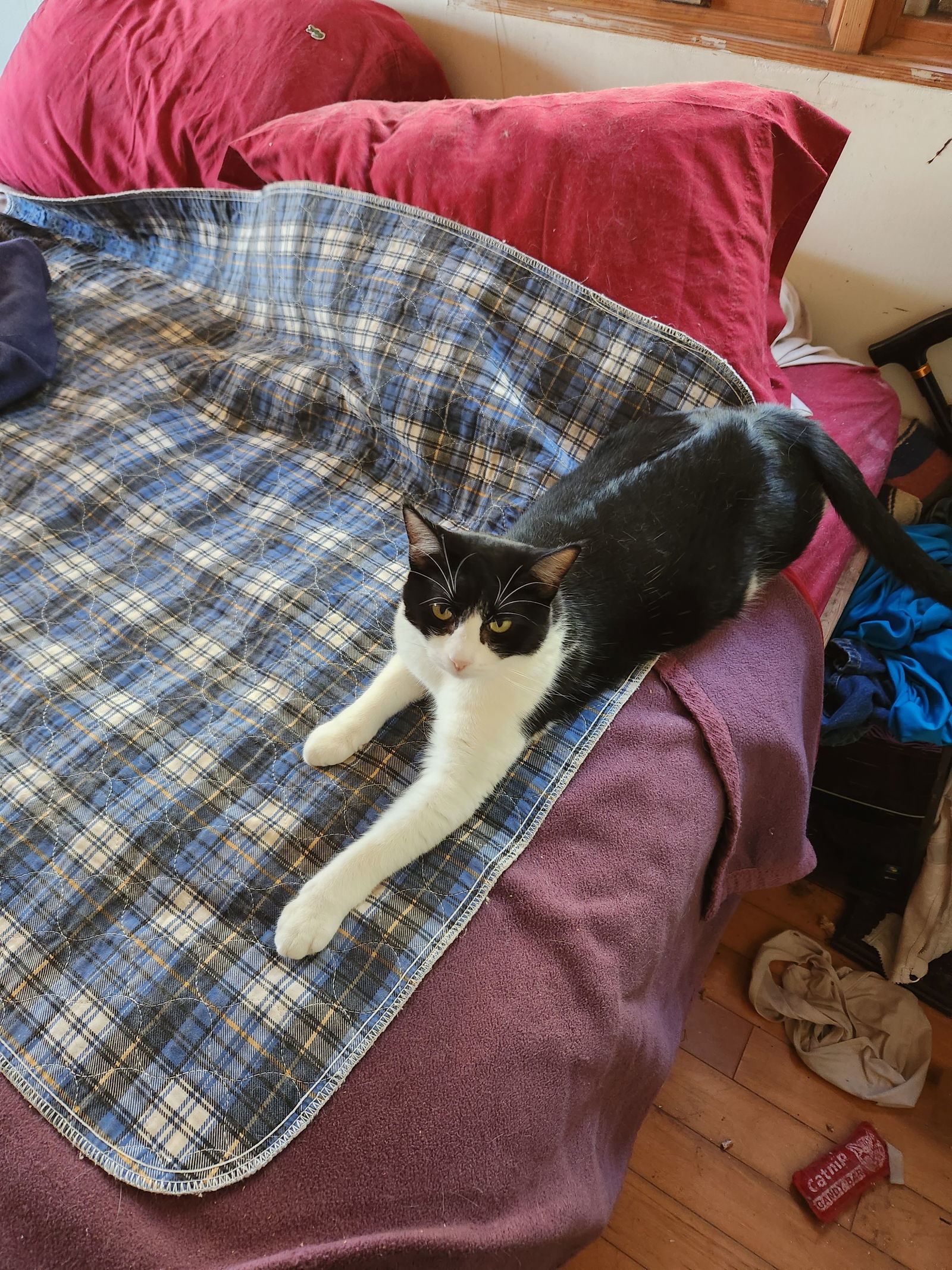 Alice, an adoptable Domestic Short Hair in Morgan Hill, CA, 95038 | Photo Image 3