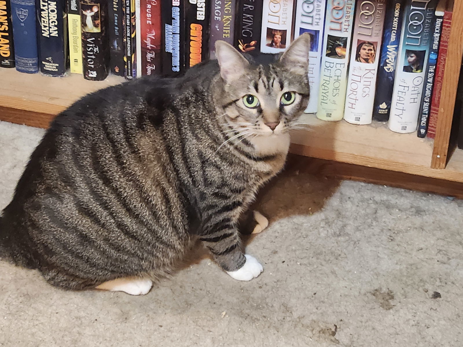 Delilah, an adoptable Domestic Short Hair in Morgan Hill, CA, 95038 | Photo Image 1