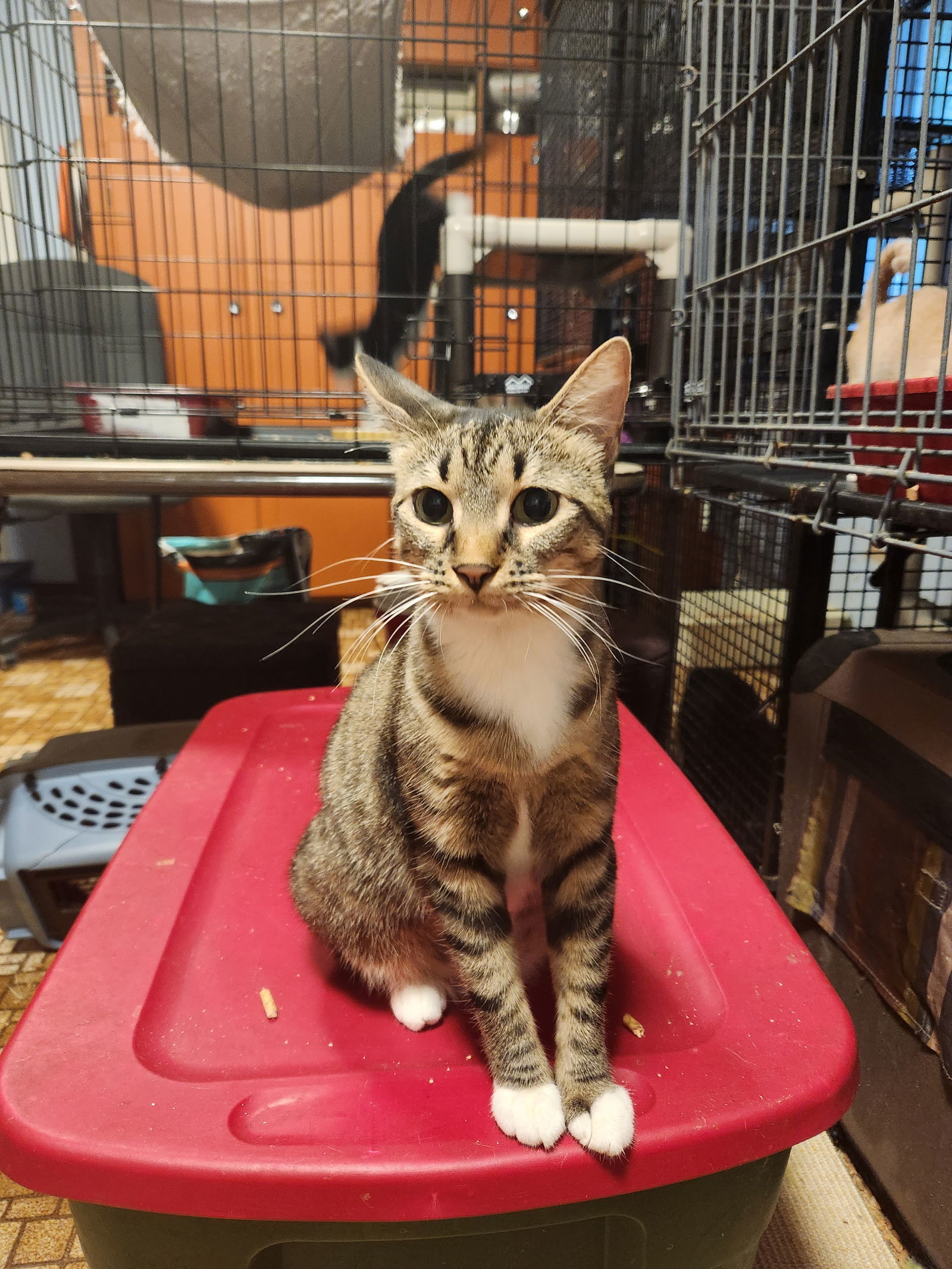 Delilah, an adoptable Domestic Short Hair in Morgan Hill, CA, 95038 | Photo Image 2