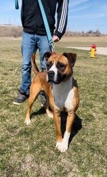 Mika, an adoptable Boxer in Oskaloosa, IA, 52577 | Photo Image 1