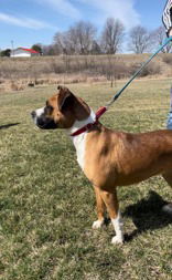 Mika, an adoptable Boxer in Oskaloosa, IA, 52577 | Photo Image 2