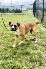 Mika, an adoptable Boxer in Oskaloosa, IA, 52577 | Photo Image 3