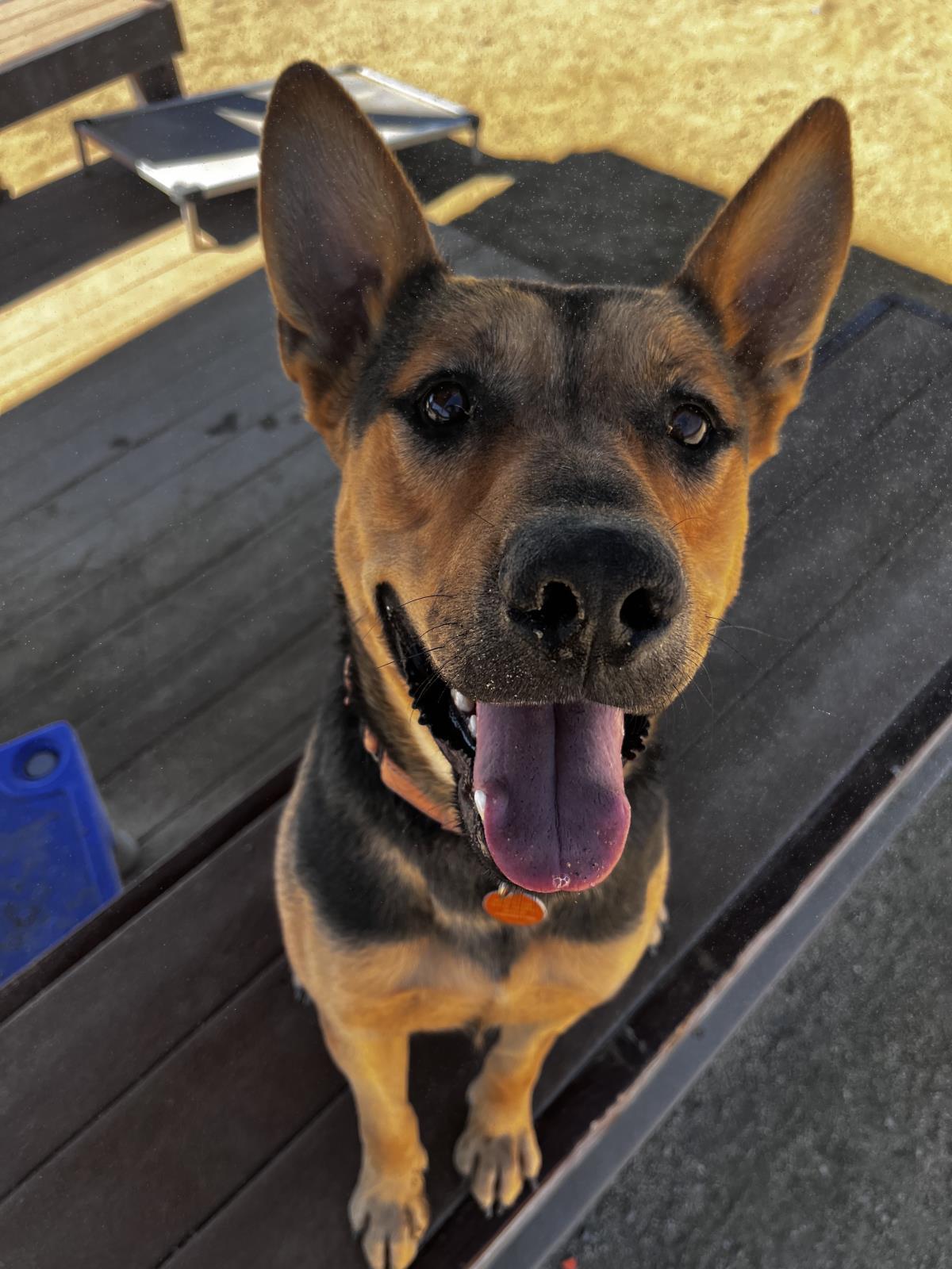 Lucky, an adoptable German Shepherd Dog, Cattle Dog in Incline Village, NV, 89450 | Photo Image 1