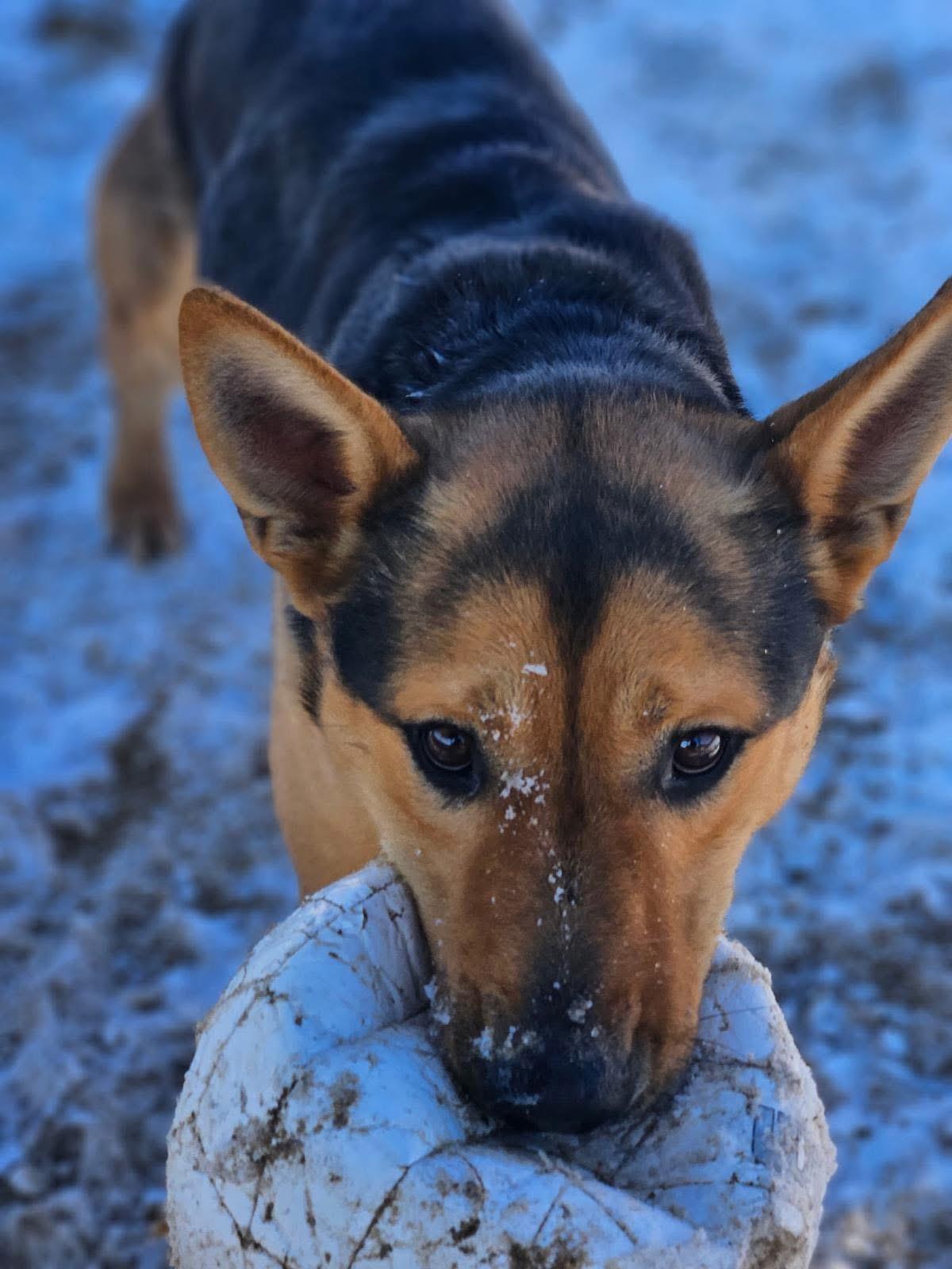 Lucky, an adoptable German Shepherd Dog, Cattle Dog in Incline Village, NV, 89450 | Photo Image 1
