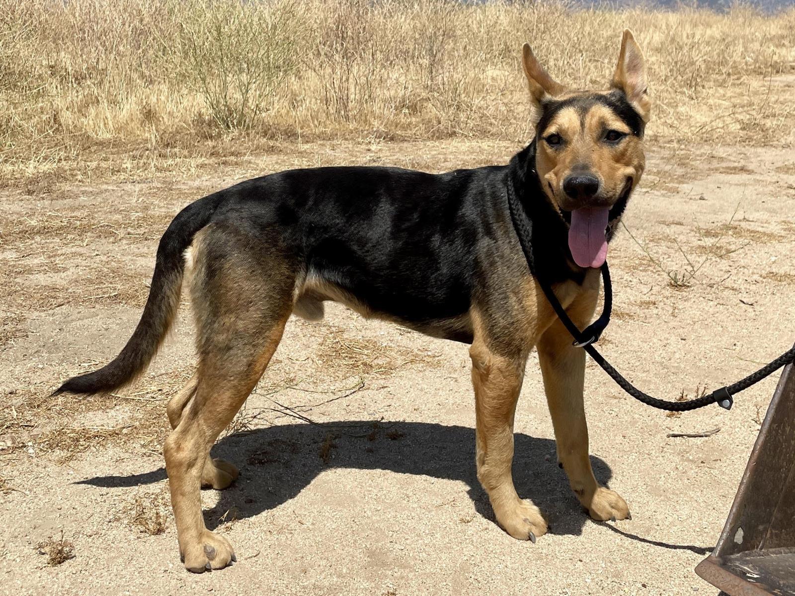 Lucky, an adoptable German Shepherd Dog, Cattle Dog in Incline Village, NV, 89450 | Photo Image 2