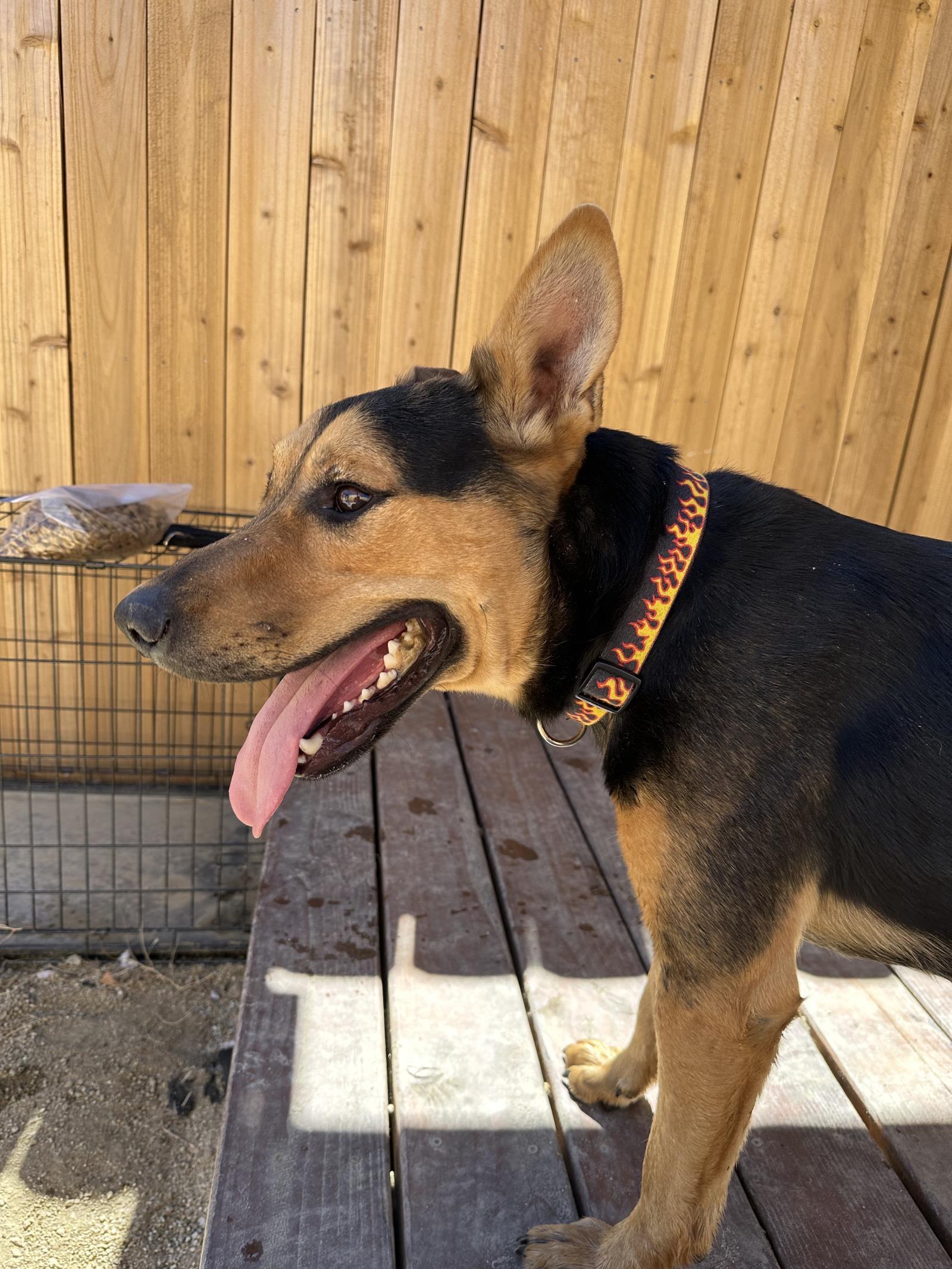 Lucky, an adoptable German Shepherd Dog, Cattle Dog in Incline Village, NV, 89450 | Photo Image 2