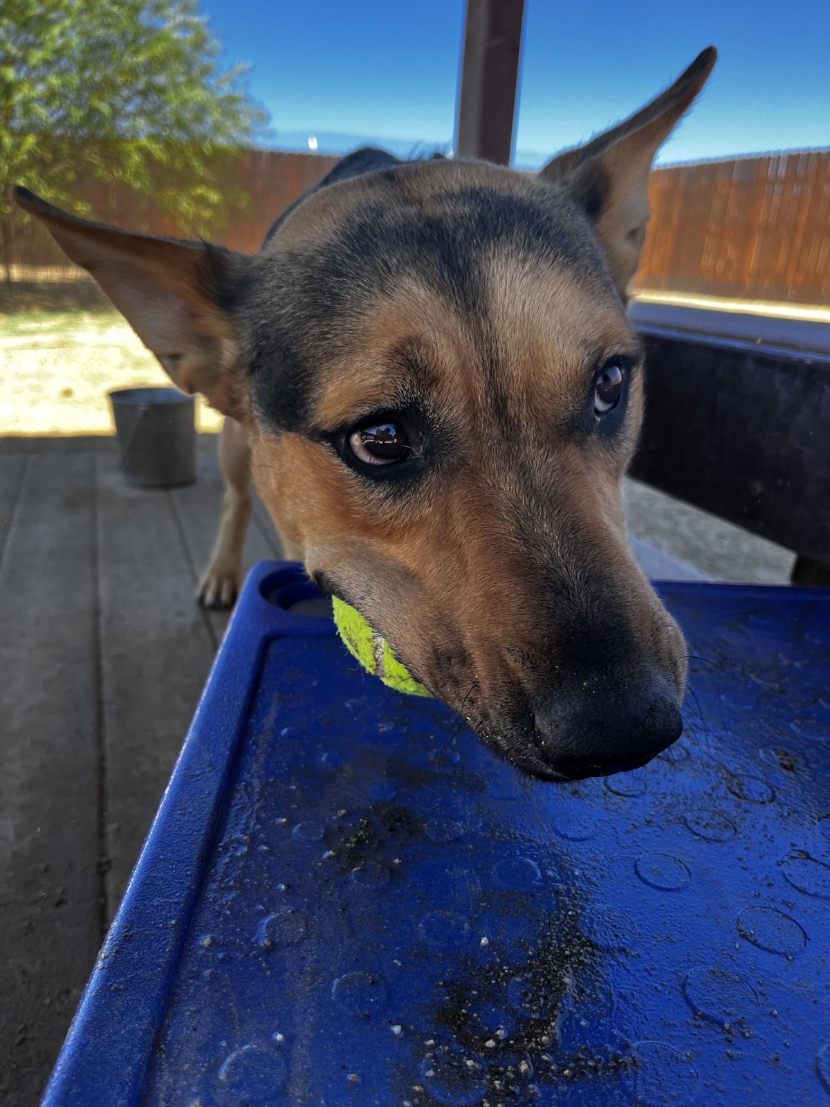 Lucky, an adoptable German Shepherd Dog, Cattle Dog in Incline Village, NV, 89450 | Photo Image 4