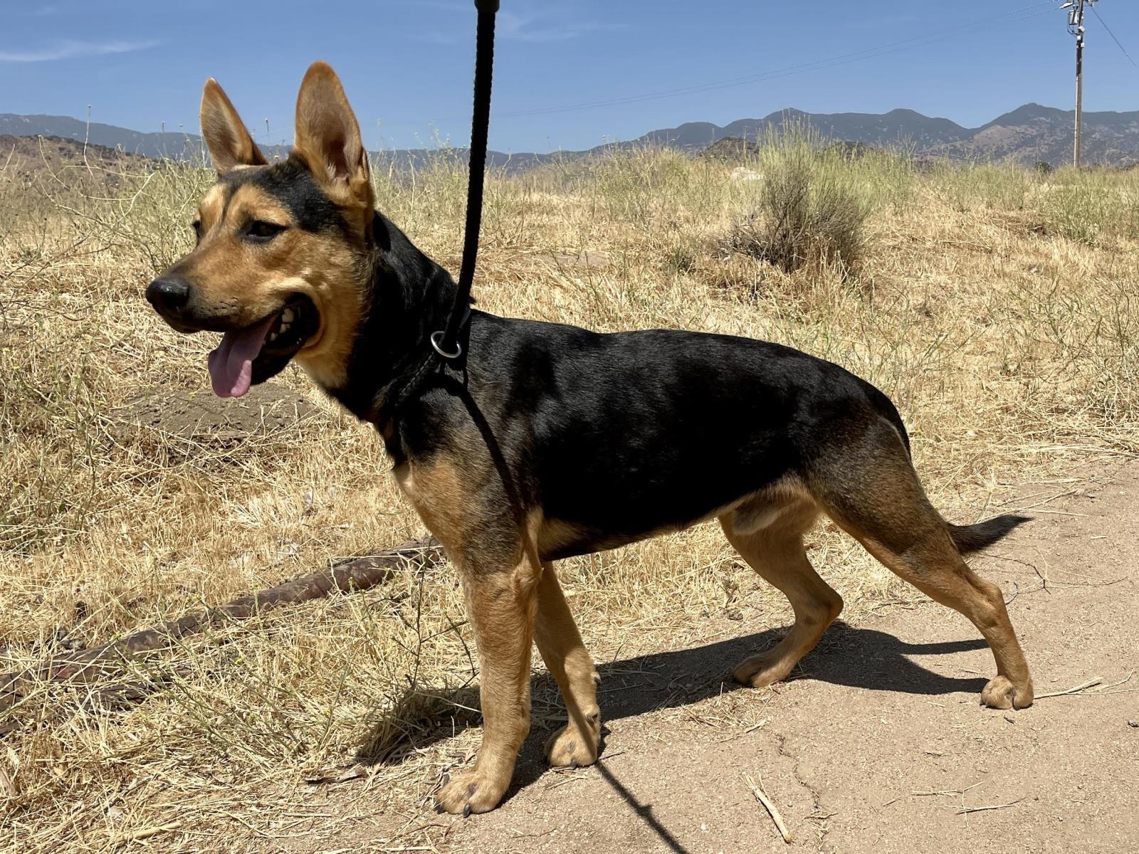 Lucky, an adoptable German Shepherd Dog, Cattle Dog in Incline Village, NV, 89450 | Photo Image 5