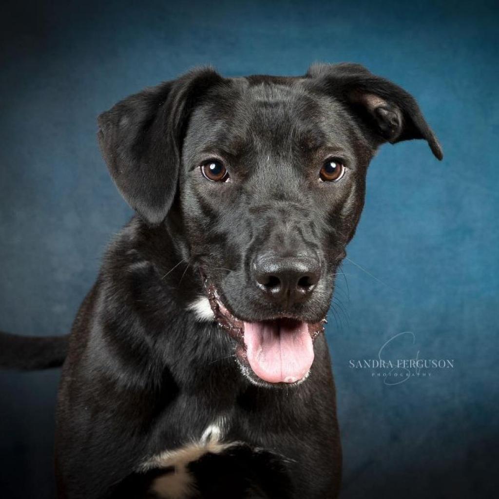 Ringo, an adoptable Retriever, Mixed Breed in Bartlett, TN, 38133 | Photo Image 3