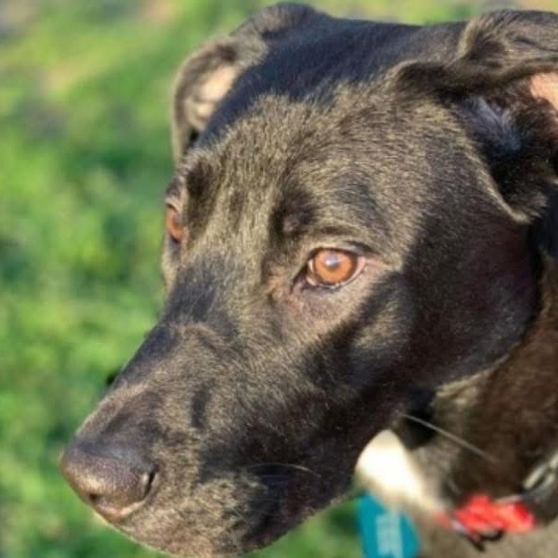Ringo, an adoptable Retriever, Mixed Breed in Bartlett, TN, 38133 | Photo Image 9