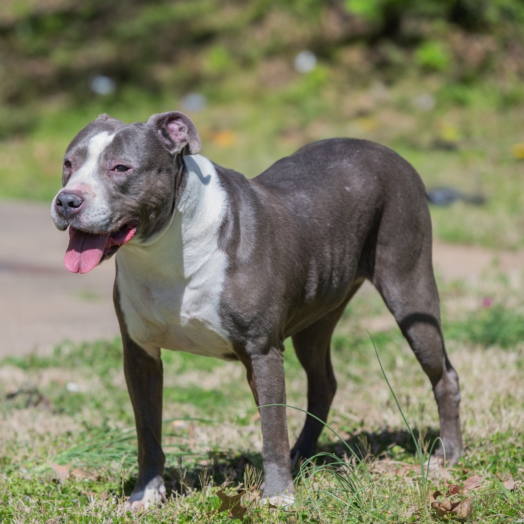 Laurel, an adoptable American Staffordshire Terrier, Pit Bull Terrier in Bartlett, TN, 38133 | Photo Image 1