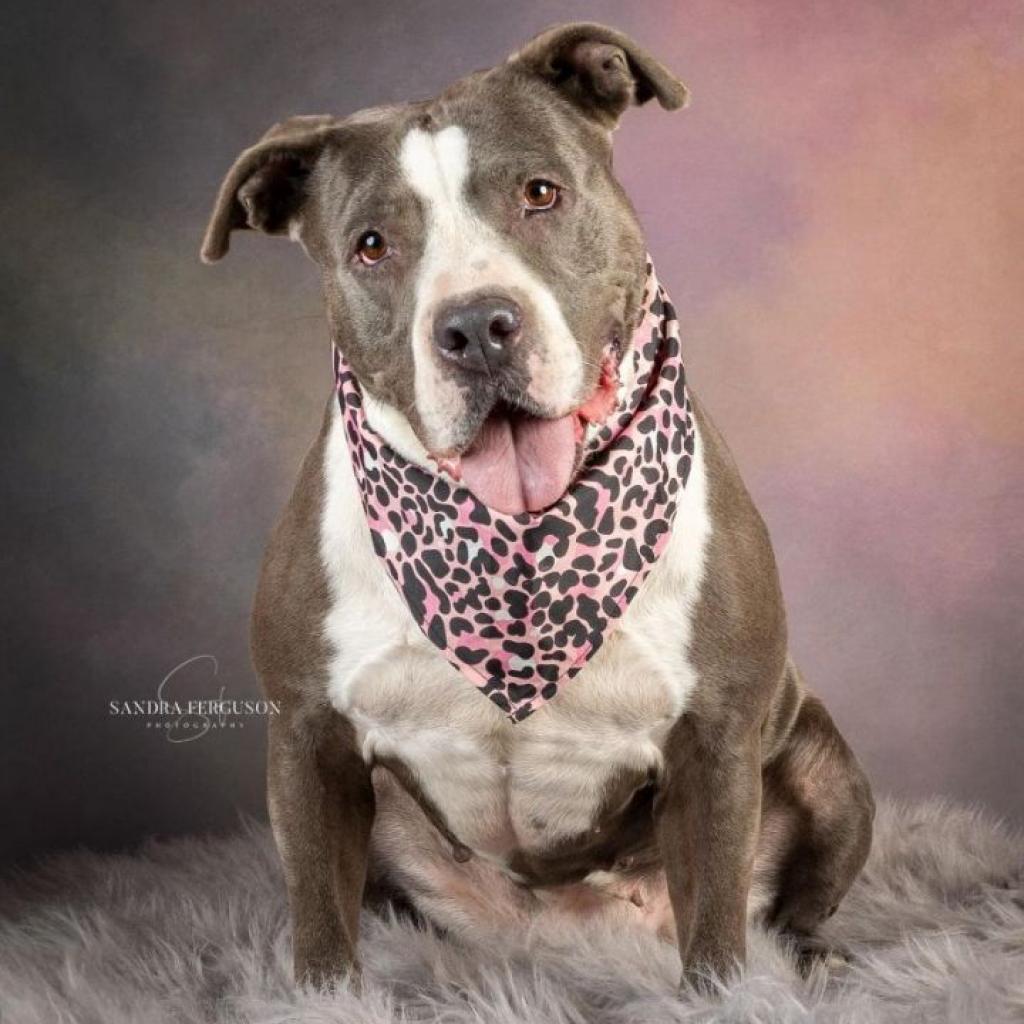Laurel, an adoptable American Staffordshire Terrier, Pit Bull Terrier in Bartlett, TN, 38133 | Photo Image 2