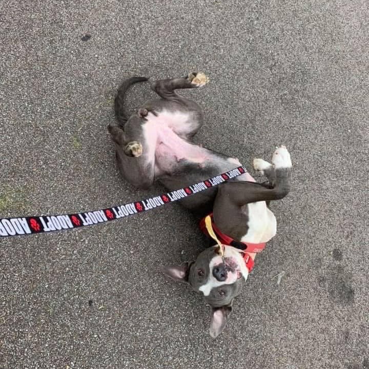 Laurel, an adoptable American Staffordshire Terrier, Pit Bull Terrier in Bartlett, TN, 38133 | Photo Image 3