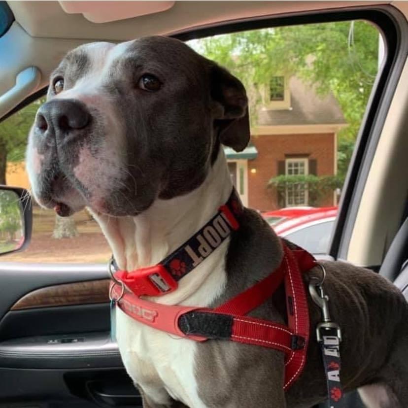Laurel, an adoptable American Staffordshire Terrier, Pit Bull Terrier in Bartlett, TN, 38133 | Photo Image 4