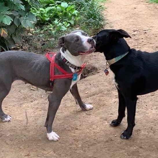 Laurel, an adoptable American Staffordshire Terrier, Pit Bull Terrier in Bartlett, TN, 38133 | Photo Image 5