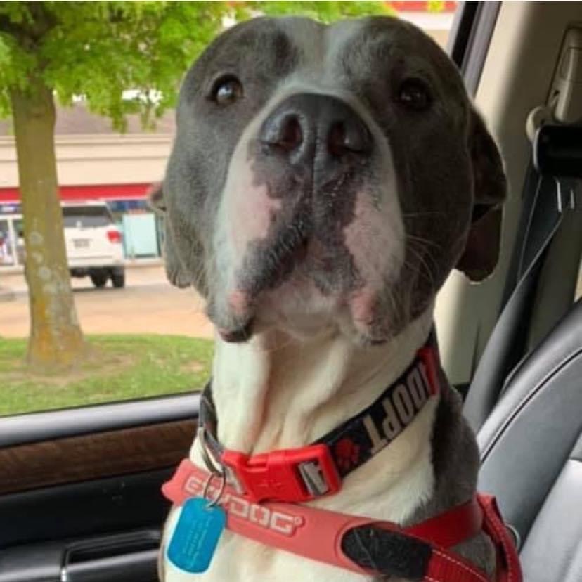 Laurel, an adoptable American Staffordshire Terrier, Pit Bull Terrier in Bartlett, TN, 38133 | Photo Image 6