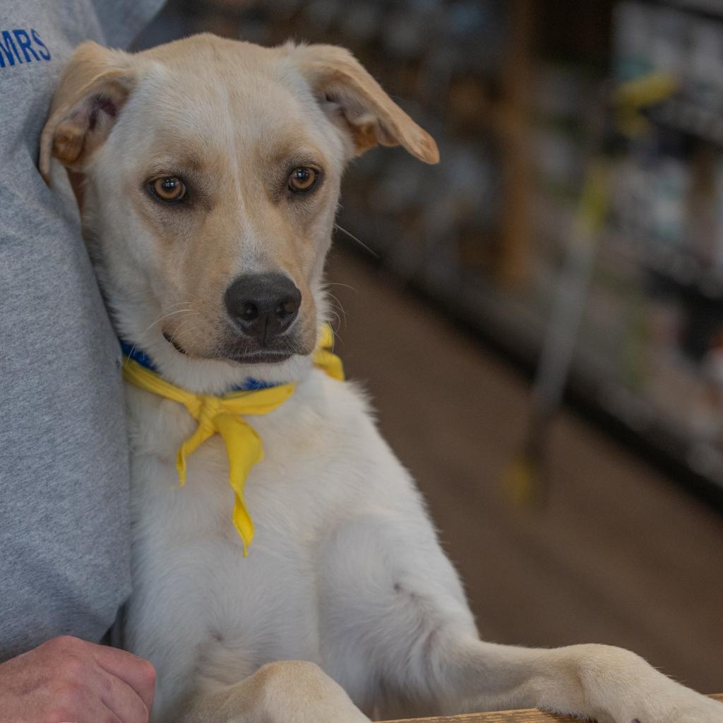 Lucas, an adoptable Labrador Retriever in Pittsburgh, PA, 15211 | Photo Image 4