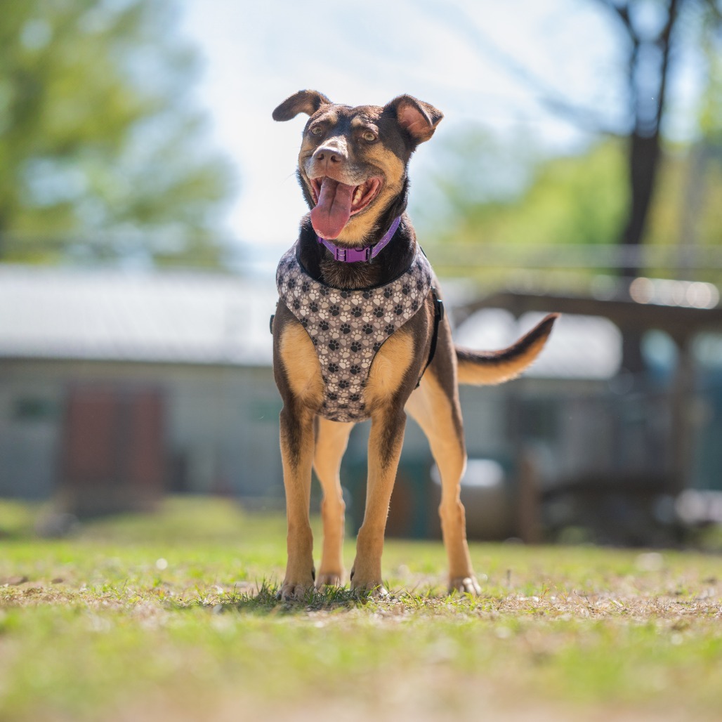 Bette, an adoptable Catahoula Leopard Dog, Retriever in Bartlett, TN, 38133 | Photo Image 1