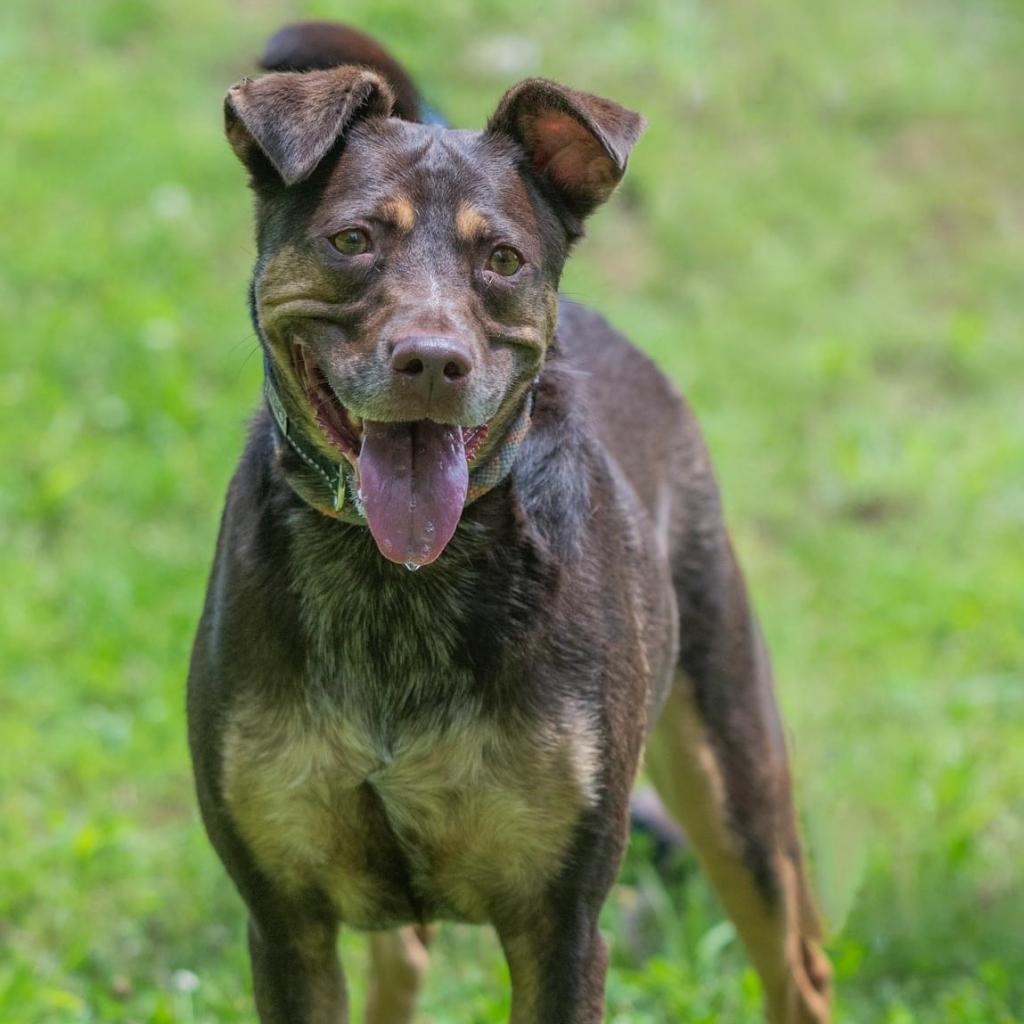 Bette, an adoptable Catahoula Leopard Dog, Retriever in Bartlett, TN, 38133 | Photo Image 2