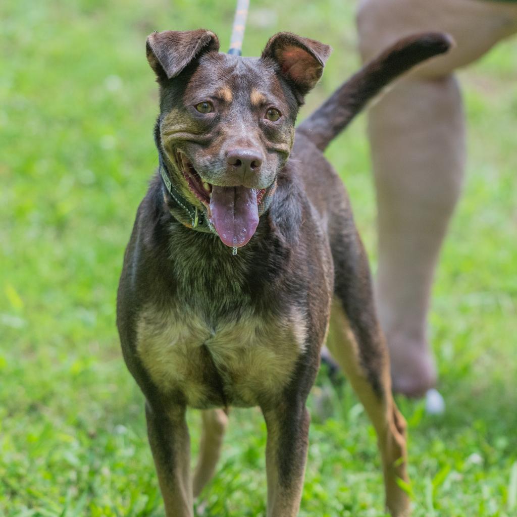 Bette, an adoptable Catahoula Leopard Dog, Retriever in Bartlett, TN, 38133 | Photo Image 3