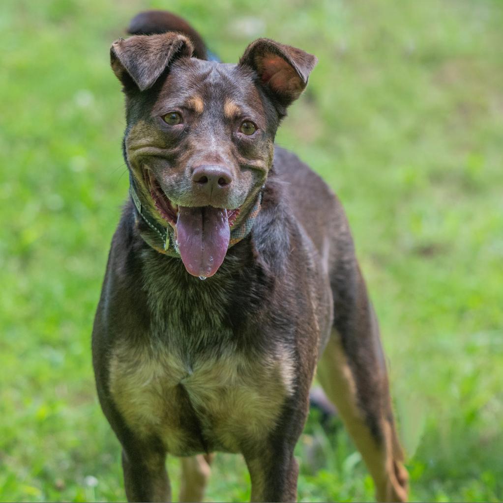 Bette, an adoptable Catahoula Leopard Dog, Retriever in Bartlett, TN, 38133 | Photo Image 4