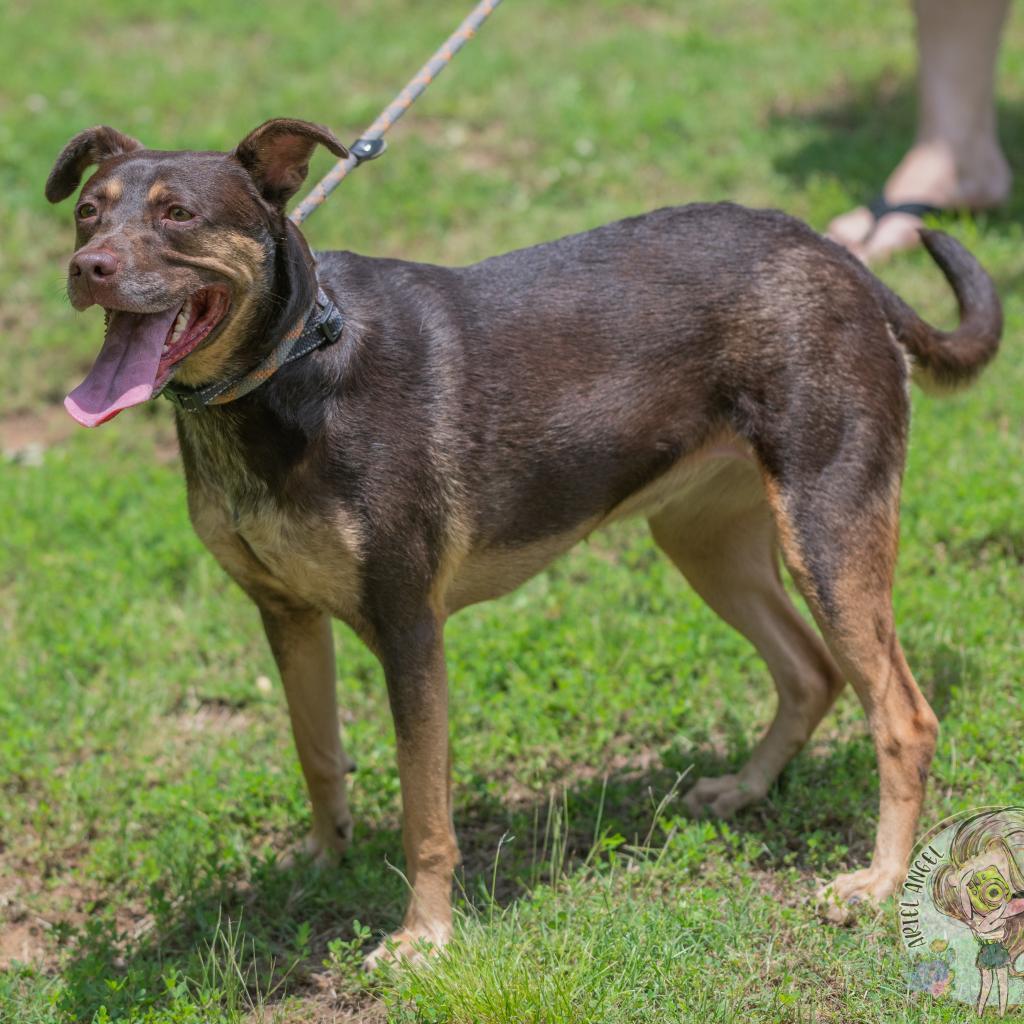 Bette, an adoptable Catahoula Leopard Dog, Retriever in Bartlett, TN, 38133 | Photo Image 5