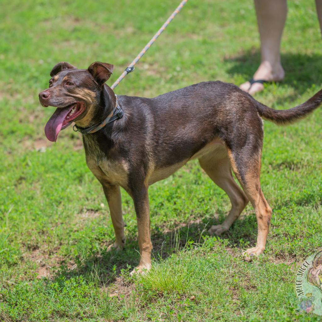 Bette, an adoptable Catahoula Leopard Dog, Retriever in Bartlett, TN, 38133 | Photo Image 6