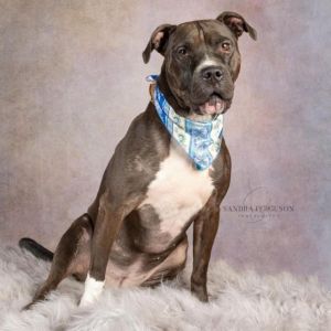 Juno, Adult Female Staffordshire Bull Terrier