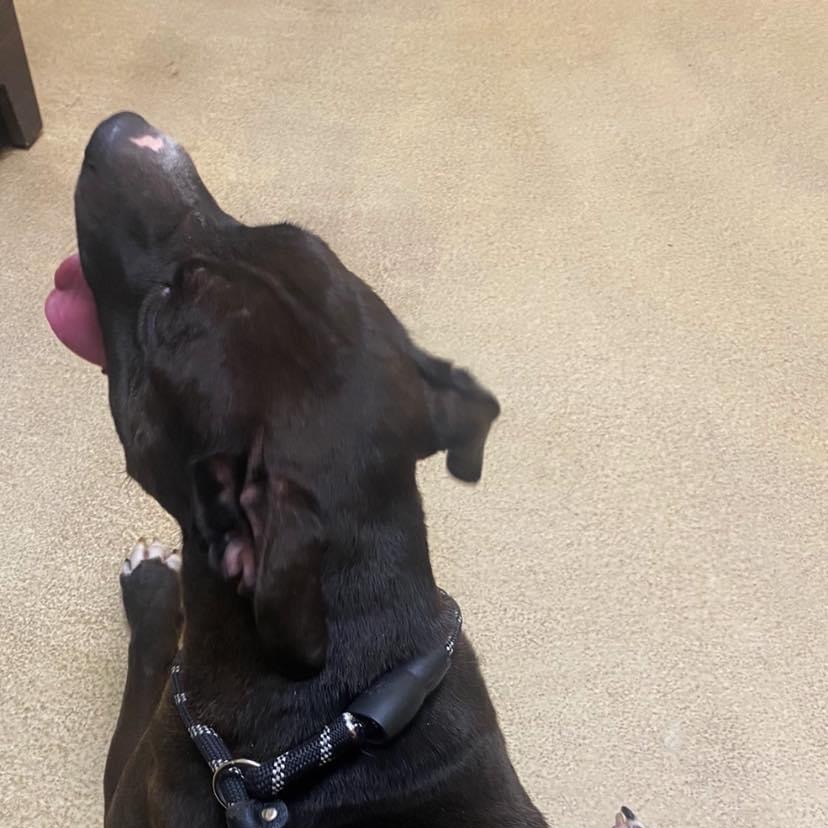 Juno, an adoptable Staffordshire Bull Terrier, American Bulldog in Bartlett, TN, 38133 | Photo Image 2