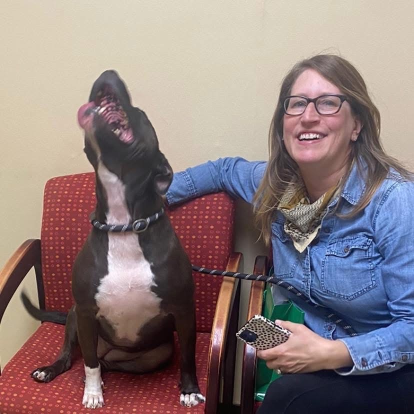 Juno, an adoptable Staffordshire Bull Terrier, American Bulldog in Bartlett, TN, 38133 | Photo Image 3